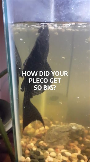 Keeping Your Pleco Healthy and Happy