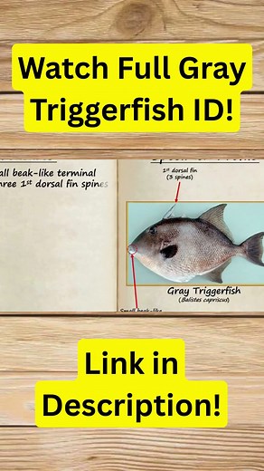 New Gray Triggerfish ID Video Out!