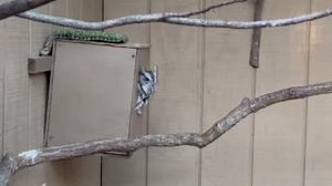 24K views · 415 reactions | The Eastern screech owl does not really screech. Their two songs are an even-pitched trill and a descending whinny. The trill is typically used by pairs to keep in touch, while the whinny is used to announce their territory to ward off rival screech owls. Riker is demonstrating the trill from his nest box. He is most likely communicating with his roommate, Nitro, off camera. | World Bird Sanctuary | Facebook