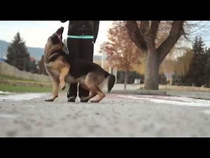 Dressage De chien Berger Allemand 2014