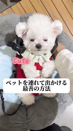 【首に優しい】もう負担をかけない。roomert の「頸椎サポート・リュック」で、愛犬とのお出かけをより健康に。🐕首への優しさを形に✨#犬の健康 #ペットリュック #犬用品 #犬のいる生活 #PR