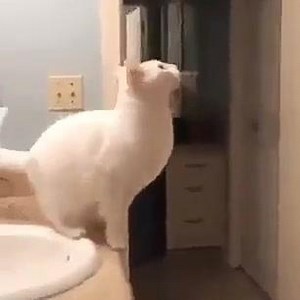 53K views · 947 reactions | It looked impossible and to an ordinary cat it would be, but Glenn was no ordinary cat  | Seventies Time-Machine | Facebook