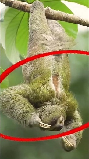 Did You Know... SLOTH Edition!⁉️🦥