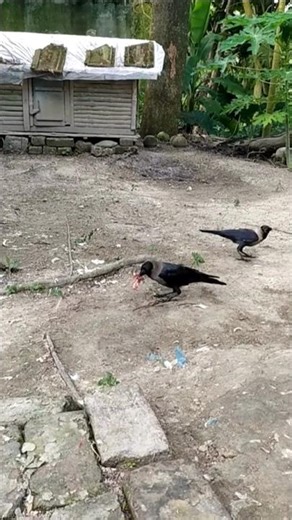 Hungry Crow Eating Meat 🐦🍖 | Wildlife Shorts #crow #shorts #animallife