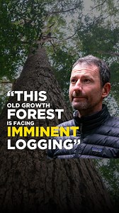 24 reactions |  “What the science tells us is koalas need large blocks of intact forest for their survival." Mark is an ecologist and activist. He says the logging in the proposed Great Koala National Park is devastating – the park bounds should ‘provide a lifeline’ for 1 in 5 of the state’s koalas but critical habitat is being logged at a rapid pace.  Watch the full video now [link in bio]! | The Australia Institute | Facebook