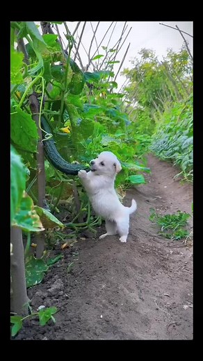 Adorable TikTok Pets: Funny and Cute Animal Videos