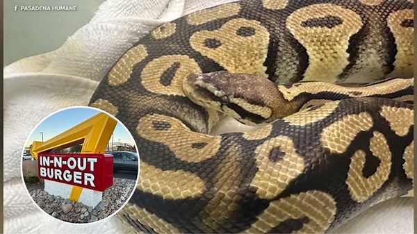 Python found by worker at In-N-Out in Southern California reunited with owner
