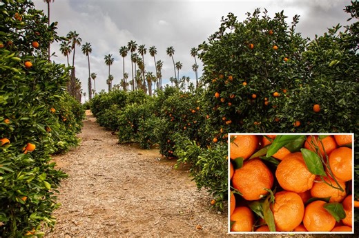 Florida orange production suffers 30% drop after hurricanes and growing trade wars