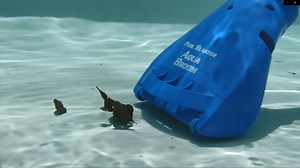 Watch Water Tech POOL BLASTER Aqua Broom XL Ultra Pool/Spa Vacuum on Amazon Live