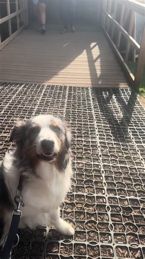 Gorgeous Buff Puff: Australian Shepherd Delight