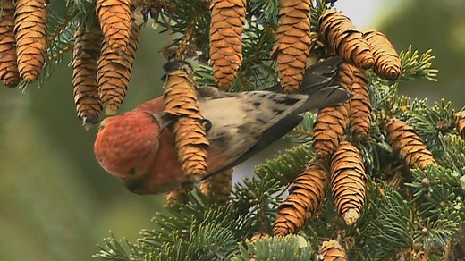 Crossbills' unusual, crooked-looking bills are perfectly designed for opening delicious presents—in their case, seeds wrapped up in tough conifer cone scales. Our Video of the Week brings you an up-close look at the remarkable physical adaptations that enables crossbills to eat up to 3,000 seeds a day, including seeds from pine cones that other birds can't access. | Cornell Lab of Ornithology