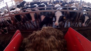 1.6M views · 956 shares | #DairyTour2020 continues! Last week I visited a 1,700 Head Dairy Operation- owned and operated by the Hourigan Family located in New York. I operated a Silage Defacer before using a John Deere 7720 and feed mixer to feed the lady cows their lunch. | Millennial Farmer | Facebook