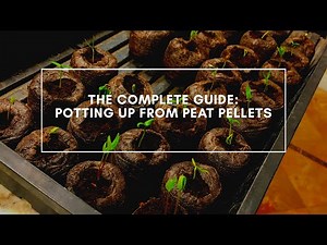Complete Guide to Potting Up From Peat Pellets