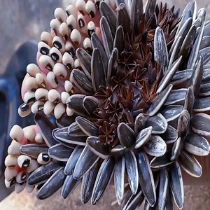 Removing And Picking Million Ticks #Ticks #Remove #1957 | Ed Meditation