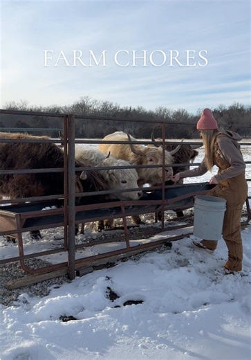 LEMON ATE OUT OF MY HAND!! 🥹 also had to give a little update on our baby born in the snow storm the other night. I’m happy to report that Frosty the snow calf is doing well!! 🥹❤️ #farmchores #farmlife #highlandcow #farmgirl #farmanimals