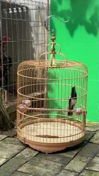 The Beautiful Bird Spreads its Tail, Hops, and Sings, Creating Natural Sounds
