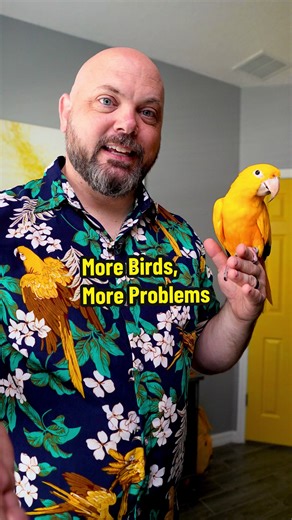 Freddy Birdcury's Aggression Troubleshooting Tips