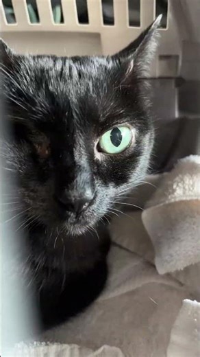 cat Timelapse #shorts #cat #cute #timelapse