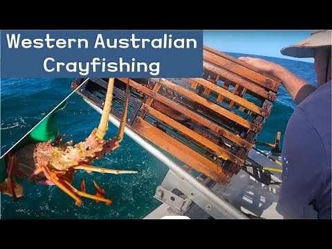 Catching Crayfish in Western Australia