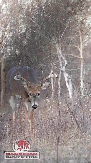 1.4M views · 15K reactions | A gorgeous deer and a beautiful shot. It doesn’t get any better. Excalibur Crossbow | Black Eagle Arrows | New Archery Products #hunting #crossbowhunting #deerhunting #excaliburcrossbow #canadianwhitetail #canadianwhitetailoutfitters #bigbuck | Canadian Whitetail | Facebook
