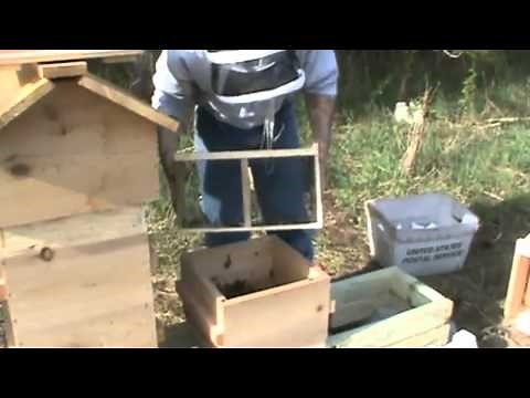 Warre hive bee installation