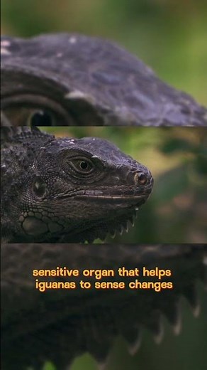 How Iguanas Can Change Their Color and Swim Underwater
