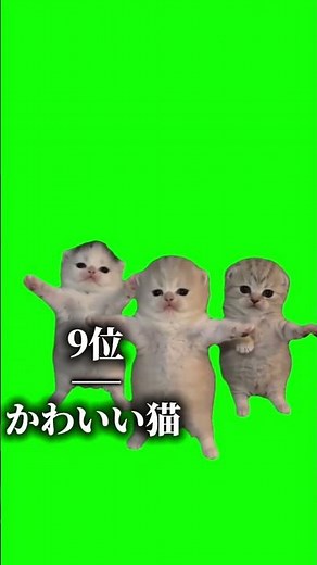 個人的に好きな猫ミームTOP16！みんなの推しは何位？🏆 #shorts #猫ミーム #ランキング #fyp