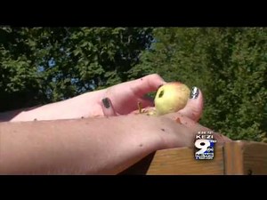 Harvesting Apples the Old Fashioned Way
