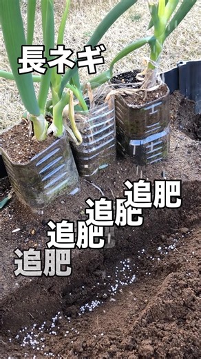 【野菜追肥】花壇栽培のにんにくと長ネギを追肥しマンタ #にんにく #長ネギ #追肥 #花壇栽培 #家庭菜園