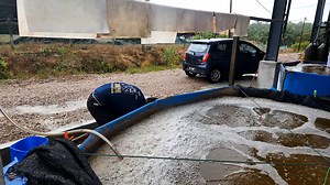 Hello Everyone! Check out this video on the settling tanks that are used in the biofloc systems! PS: We conduct monthly courses for those interested in mud crab aquaculture! Do drop us a PM for more info! 🦀👇👇FOR MORE INFO, SUBSCRIBE OUR CHANNEL NOW!!👇👇🦀 https://www.youtube.com/channel/UCTXqALqsP4wNBqYUxqixxSw ⭐⭐⭐ CONNECT WITH US ON SOCIAL MEDIA ⭐⭐⭐ 📌FACEBOOK: https://www.facebook.com/RASAquaculture/ 📌INSTAGRAM: https://www.instagram.com/ras_aquaculture/ 📚LINKEDIN: https://www.linkedin.c