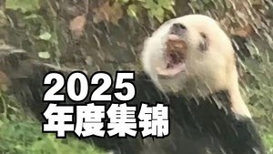 【动物配音】是2025年度合集啊啊啊！！！