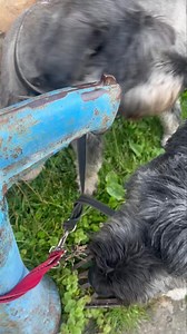 Kedvesek, kutyameleg van ma is🐾🐾🐾🤪 Szerencsére a mi kis falunkban működik a régi fazonú kút/csap😉 Vedel a handabanda😆 Kivéve Nonót😅 - a kiskisasszony nem vizezi össze ilyen "méltatlan" módon magát☺️ | Szily Nóra - hivatalos oldala