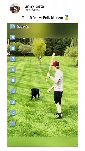 📦Check out this link for dogs food 👇 https://funnypet1.wordpress.com/pet-food-products/ Follow for more such funny reels Dogs when then see balls🐶😂😂 . . . #funnydogs #dogplaying #doghumor #dogsoftiktok #dogsofinstagram #funnypets #petreels #dogloversclub #funnyanimalreels #dogvideos #viralpetreels #dogcompilation | Funny pets