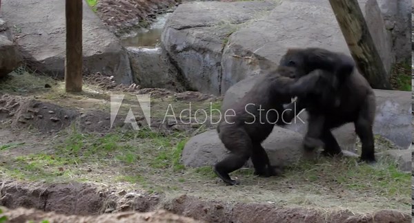 Two gorillas playing around at the zoo