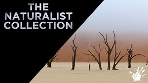 2.7K views · 95 reactions | Exciting times on the horizon Ever wonder what life you could find under Namibia’s desert sands? What it is like to track the famous desert adapted Rhinos and Elephants? Or would a scorpion hunt at the dead of night be right up your ally? Gondwana Collection has partnered with the Naturalist Collection to bring you some exciting content and insights into the world of Natural History. Watch this space for more! | Gondwana Collection Namibia | Facebook