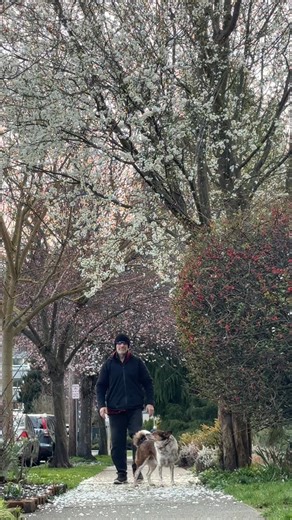 Spring is quietly waking up in downtown Victoria 🌸 The cherry and plum blossoms are starting to bloom along View Street, adding soft pinks and whites to the city streets. It’s that short but magical window where winter loosens its grip and everything feels fresh again. If you’re wandering downtown, slow down and look up — the blossoms won’t last long, but they sure make the moment beautiful. 📍 View Street, Victoria, BC #VictoriaBC #DowntownVictoria #CherryBlossoms #PlumBlossoms #SpringInVictor