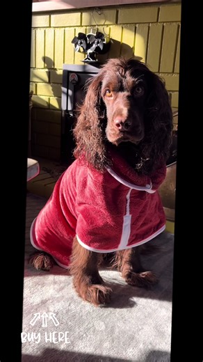 Keep your furry friend cozy and dry with this Dog Bathrobe! Made from soft, absorbent toweling fabric, this quick-drying robe is perfect for post-bath snuggles. It’s designed with a convenient velcro closure for easy wear and removal, and comes in a variety of colors to suit your pet’s personality. Say goodbye to wet fur and hello to comfort! #DogBathrobe #QuickDryPet #PetComfort #FurryFashion #WetDogNoMore
