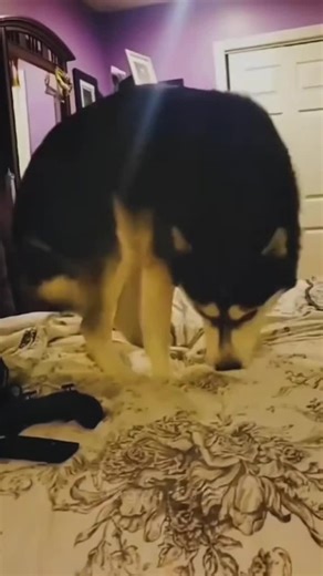 Dog reaction to farting owners 😂#viradog #dogmoments #funnypets #DogLovers #dogvideo