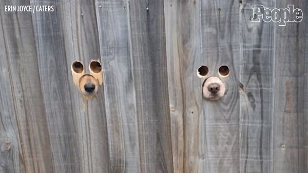 Dogs Poke Faces Through Holes in Fence