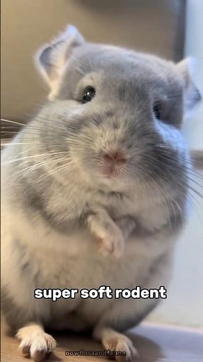 Chinchilla: The Super-Soft Rodent of the Andes! #chinchilla