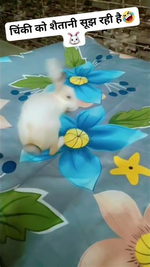 #cutebunny#shorts#trending#videoviral#trend#fyp#rabbit#bunny#viralvideo#viral#cute