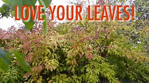 81K views · 193 reactions | Wonderful little video on how to make Gardener's Gold...Leaf mould, an amazing addition to your soil and a fantastic amendment to next years seed beds..... | GrowVeg | Facebook