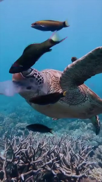 Sea turtles have special adaptations that protect them from a jellyfish's venom known as papillae. 🎥: Underwater_images The papillae are small spiny growths that line their mouth down to their stomach. They are made of the same type of protein (keratin) that help us grow fingernails and hair. The papillae also help break down food and expel sea water. Other defense mechanisms that prevent sea turtles from getting stung include their thick skin around their beaks, armored shells, and ability to 
