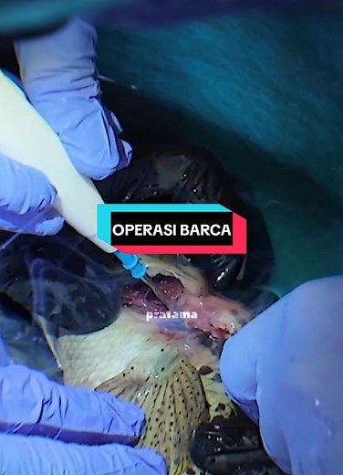 Operasi Channa Barca: Menyelamatkan Ikan Air Tawar