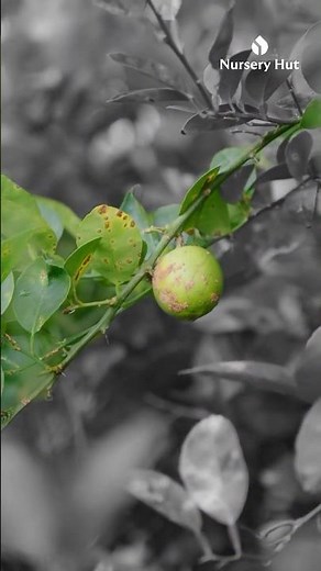 How to Treat Canker Disease in Plants (Nimbu ka Canker) | Expert Advice