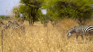 zebras running across screen. Zebras African safari. Africa, Kenia, Tanzania, Safari. Serengeti, Tanzania, Africa. Zebras running in a field in Africa.