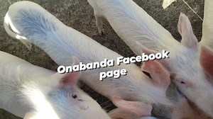 5.2K views · 250 reactions | We shall start pig  farming 101 lessons. If you have any questions about pig farming please drop them. I have few Ku inbox so I will try to start from the beginning what should be the priorities before you even construct a khola. But that will be next post. Please am very aware that pig farming or eating pork is not for everyone so keep your opinions and thoughts to yourself. Thank you #onabanda_for_healthy_weathly_malawi | Onabanda | Facebook