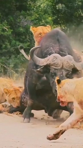 25K views · 142 reactions | Lions vs Cape Buffalo. #ajkenyasafaris #kenyaluxurysafaris | Aj Kenya Safaris Ltd | Facebook