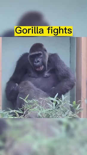 Grumpy Gorilla: A Hilarious Animal Encounter