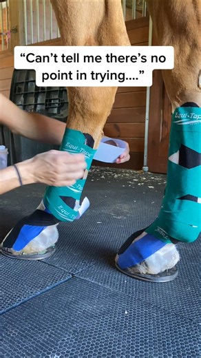 1 year completed of his treatment & rehab for a suspensory tear. #suspensoryinjury #rehabilitation